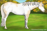 Horse Color:Silver Classic Cream Champagne Dun Sabino Frame