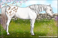 Horse Color:White Spotted Bay Dun Blanket Rabicano 