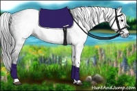 Horse Color:Gray White Spotted Black