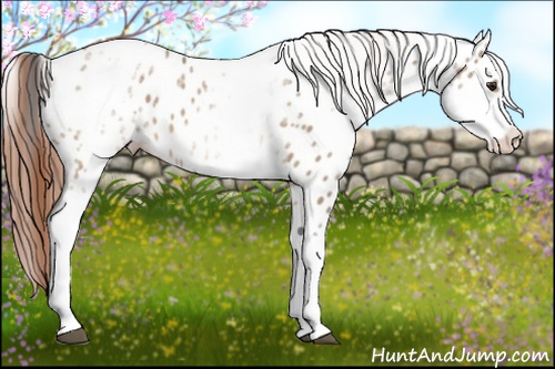 Horse Color: White Spotted Bay Dun Near Leopard 