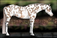 Horse Color:White Spotted Brown Dun Appaloosa Rabicano 
