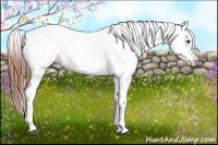 Horse Color:White Spotted Brown Dun Appaloosa Rabicano