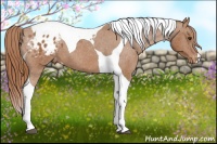 Horse Color:Chestnut Tobiano Blanket 