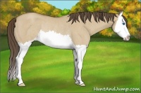 Horse Color:Classic Cream Champagne Roan Dun Sabino Splash Rabicano