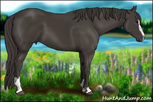 Horse Color: Smoky Black Sabino 