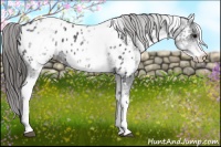Horse Color:White Spotted Black Blanket Rabicano 