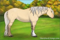 Horse Color:Silver Buckskin Dun 