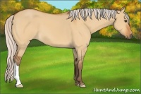 Horse Color:Silver Buckskin Dun 