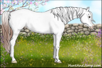 Horse Color:Grullo Appaloosa Rabicano