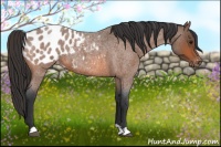 Horse Color:Bay Roan Appaloosa 