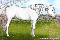 Horse Color:White Spotted Red Dun Blanket 