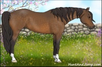 Horse Color:Buckskin 