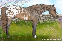 Horse Color:Buckskin Blanket 