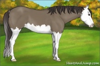 Horse Color:Smoky Grullo Splash