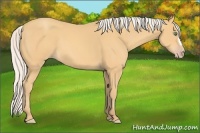 Horse Color:Silver Amber Cream Champagne 