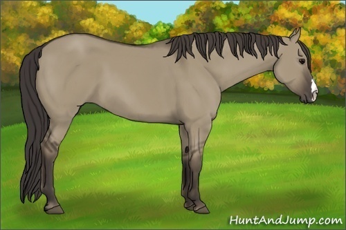 Horse Color: Smoky Grullo 