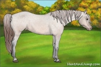 Horse Color:Bay Dun Varnish 