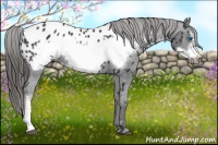 Horse Color:Black Frame Near Leopard 