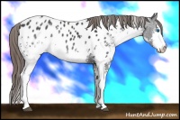 Horse Color:White Spotted Black Splash Appaloosa Rabicano 