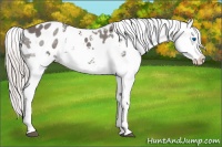 Horse Color:White Spotted Silver Black Splash Appaloosa
