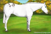 Horse Color:White Spotted Silver Black Splash Appaloosa 