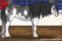 Horse Color:Black Splash 