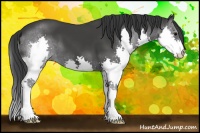 Horse Color:Black Splash 