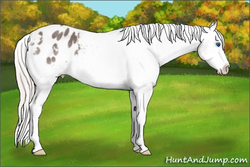Horse Color: Silver Black Splash Blanket Rabicano 