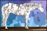 Horse Color:Silver Black Splash Appaloosa Rabicano 