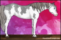 Horse Color:White Spotted Black Splash Snowcap 