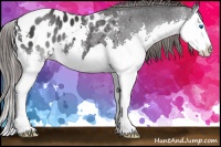 Horse Color:Black Splash Appaloosa 