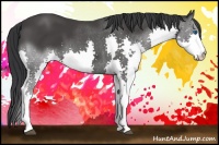 Horse Color:Black Splash