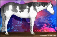 Horse Color:Black Splash