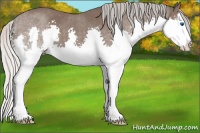 Horse Color:Silver Black Splash