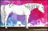 Horse Color:Silver Black Splash Appaloosa Rabicano 