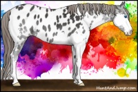 Horse Color:Black Splash Near Leopard 