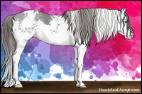 Horse Color:White Spotted Black Splash Appaloosa 