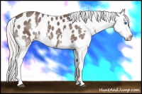 Horse Color:Silver Black Splash Appaloosa Rabicano