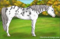 Horse Color:Black Splash Appaloosa 