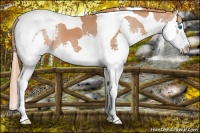 Horse Color:Chestnut Splash Tobiano 