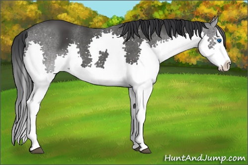 Horse Color: Black Splash 