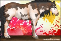 Horse Color:Black Splash Frame Rabicano 