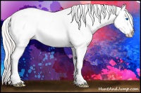 Horse Color:Silver Black Splash Appaloosa 