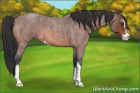 Horse Color:Bay Roan Sabino 