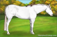 Horse Color:Liver Chestnut Sabino