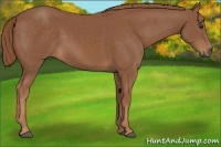 Horse Color:Chestnut Sabino