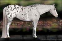 Horse Color:White Spotted Liver Chestnut Appaloosa 