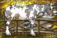 Horse Color:White Spotted Brown Blanket 