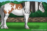 Horse Color:White Spotted Bay Splash 
