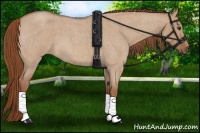 Horse Color:Red Dun Roan 